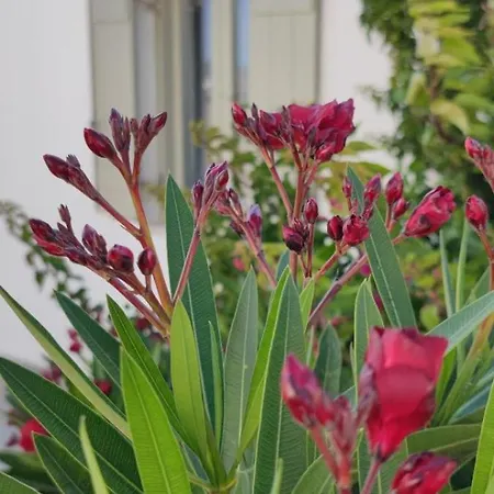 White House With Sea View *